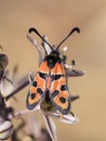 Zygaena fausta the day-flying burnet moths beautiful day moth with red and black colors toxicity warning feeding on Urginea