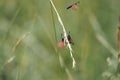 Zygaena fausta is a member of the family Zygaenidae, the day-flying burnet moths