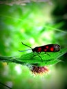 Zygaena filipendulae insect