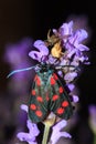 Zygaena filipendulae on lavender at night