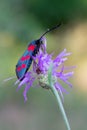 Zygaena filipendulae