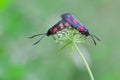 Zygaena filipendulae