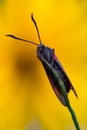 Zygaena filipendulae