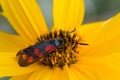 Zygaena filipendulae