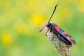 Zygaena filipendulae