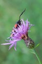 Zygaena filipendulae