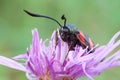 Zygaena filipendulae