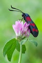 Zygaena filipendulae