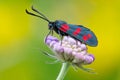 Zygaena filipendulae