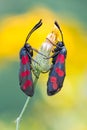 Zygaena filipendulae