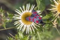 Zygaena filipendulae, Six-spot Burnet butterfly on Carline thistle