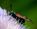 Zygaena filipendulae