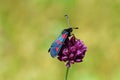 Zygaena lonicerae, the narrow-bordered five-spot burnet moth , Moths of iran