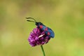 Zygaena lonicerae, the narrow-bordered five-spot burnet moth , Moths of iran Royalty Free Stock Photo