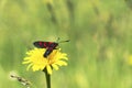 Zygaena lonicerae, the narrow-bordered five-spot burnet, moth of the Zygaenidae family. Royalty Free Stock Photo