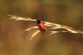 Zygaena osterodensis is a moth of the family Zygaenidae, sitting on the grass