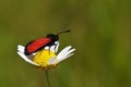 Zygaena pseudorubicundus , burnet moth on flower