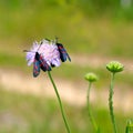 Zygaena romeo on a flower