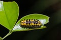 Zygaenid moth caterpillar