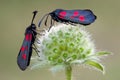 Zygaenidae butterflies