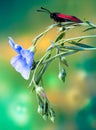 Zygaenidae butterfly on a flower.