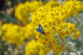 Zygaenidae on immortelle in the garden in summer