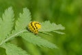 Zygaenidae moths caterpillar