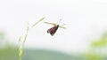 Zygaenidae moths