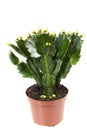 ZYGOCACTUS Royalty Free Stock Photo