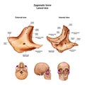 Zygomatic bone. With the name and description of all sites