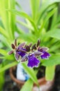 Zygopetalum Rhein Blue Angel