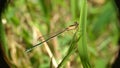 zygoptera on the grass Royalty Free Stock Photo