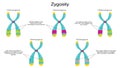 Vector Illustration Graphic of the Zygosity of Chromosomes Royalty Free Stock Photo