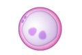 Zygote as the first diploid cell Royalty Free Stock Photo