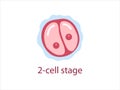 Zygote 2-cell stage