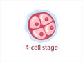 Zygote 4-cell stage Royalty Free Stock Photo