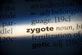 Zygote