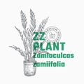 ZZ Plant Abstract Vector Sign or Label Template. Hand Drawn Potted Zamioculcas Sillhouette with Modern Typography Home