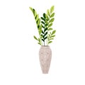 ZZ plant in big patterned pot. Zamioculcas zamiifolia growing in frowerpot. Houseplant with little leaves, exotic flower Royalty Free Stock Photo