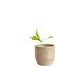 ZZ variegated plant with elongated leaves in a ceramic pot isolated on white background