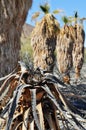 Zzyzx, Lost Palms, Mojave Desert Royalty Free Stock Photo