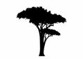 African tropical acacia tree logo icon black and white color, tree silhouette, green nature safari ecology concept, biological Royalty Free Stock Photo