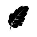 Summer black silhouette of tropical leaves palm and tree element isolated on white background. Royalty Free Stock Photo