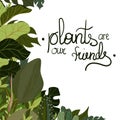 Plants in pots vector stock illustration with stylish lettering - Plants are our friends.