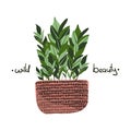 Plant in pot vector stock illustration with stylish lettering - wild beauty.