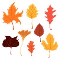 Set of beautiful colourful autumn leaves or fall foliage icons. Vector stock illustration isolated on white background. Royalty Free Stock Photo