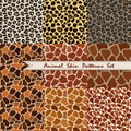 Set of seamless Hand Drawn pattern of animal skin texture - Giraffe, Leopard.