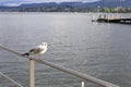 ZÃÂ¼rich: Port of ZÃÂ¼rich on ZÃÂ¼richsee, a gull on the railing Royalty Free Stock Photo