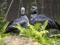 Southern screamer, Chauna cristata, portrait of couple in courtship