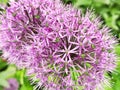 ÃÂllium angulÃÂ³sum. Beauty flower of love. Vegetation. Royalty Free Stock Photo